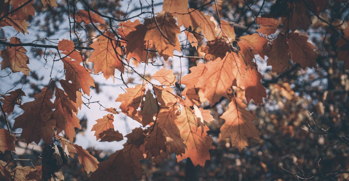 Jak posílit imunitu na podzim: tipy a doporučení
